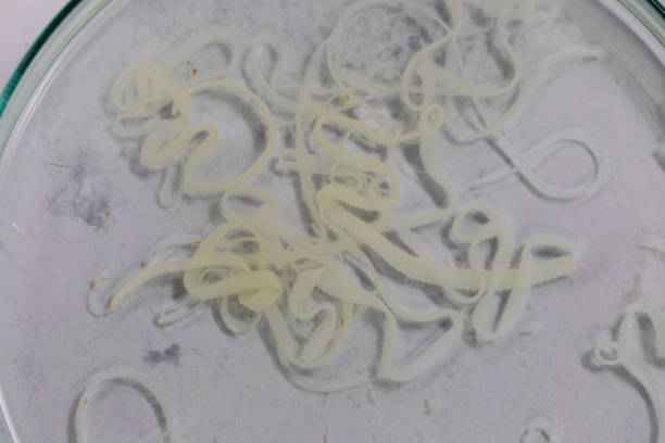 istock The study of Tapeworm infection is caused by ingesting food or water contaminated with tapeworm eggs or larvae in laboratory. 1128929089
