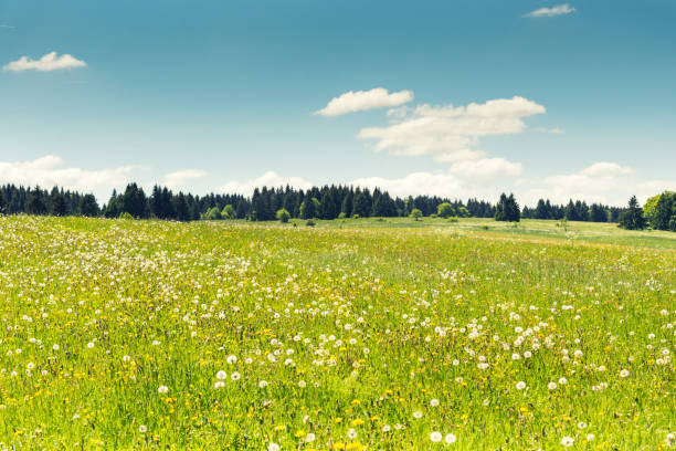 istock Wildflowers in summertime under blue sky 1128929477