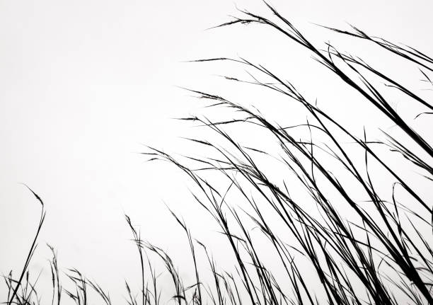 Dried stalk of grass and clear evening sky