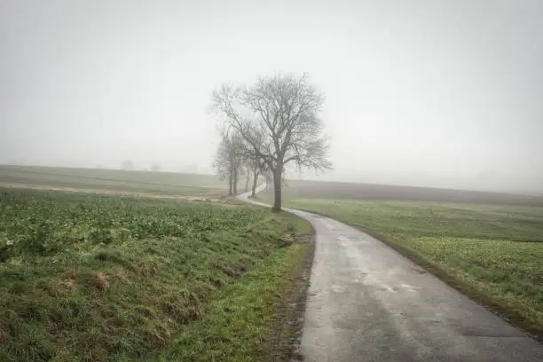 Landscape with country road in fog