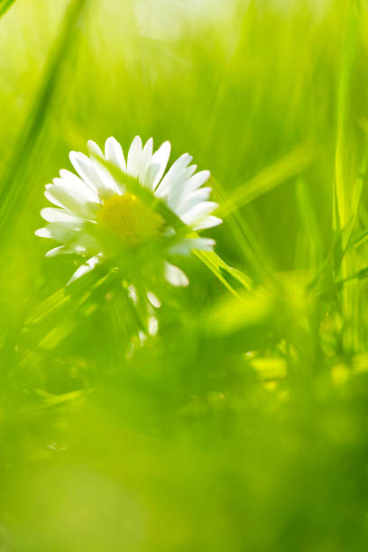 Field of daisy flowers