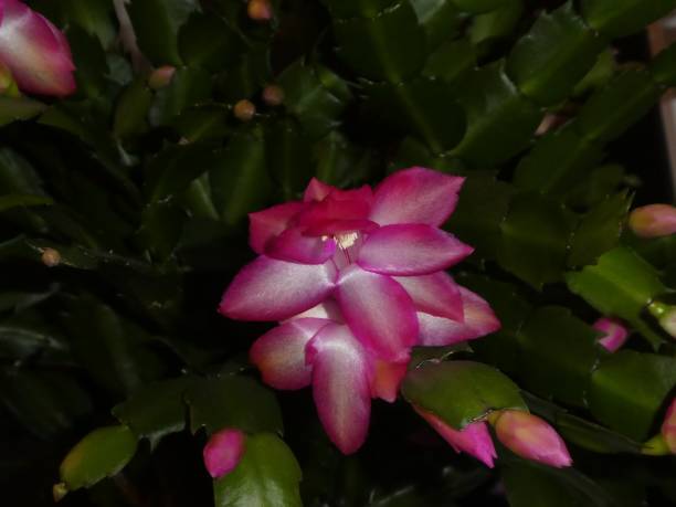 istock pink blossom of a christmas cactus 1128932383