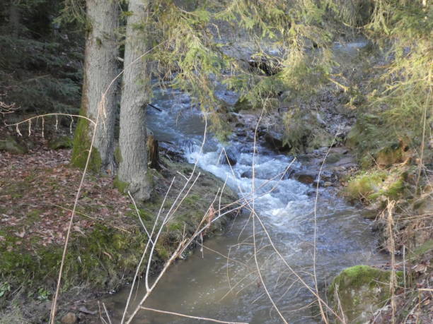 istock wild stream in the forest in winter 1128932417