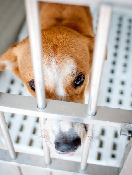 istock Dog waiting for adoption 1128932529