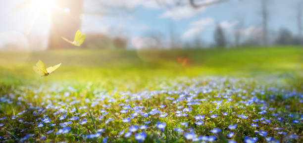 istock blossom spring flowers in the april park 1128932552