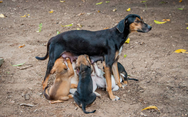 istock Breastfeeding foot puppies 1128932571