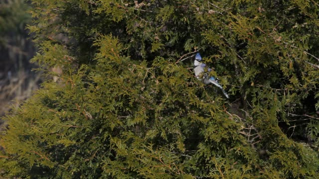 Blue Jay In Tree