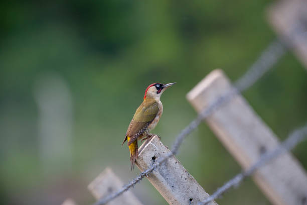 European Green Woodpecker Birds European Green Woodpecker Birds çim stock pictures, royalty-free photos & images