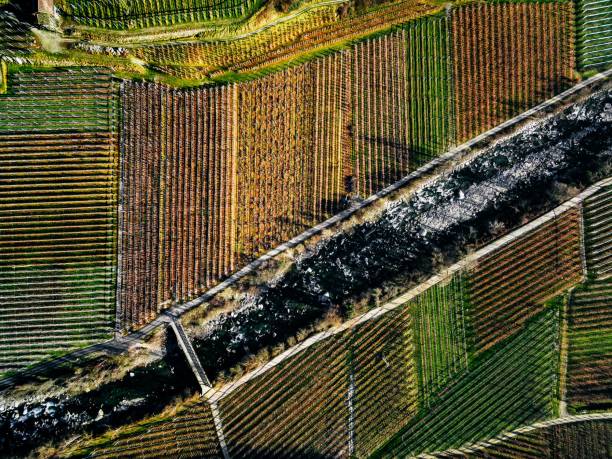 istock Aerial view of vineyard fields during winter in Italy. 1128934513