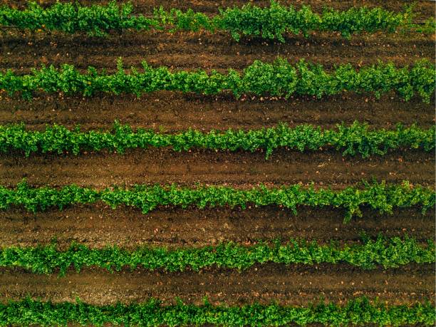 widok z lotu ptaka na pola winnic we włoszech. rzędy winorośli - field corn crop scenics farm zdjęcia i obrazy z banku zdjęć