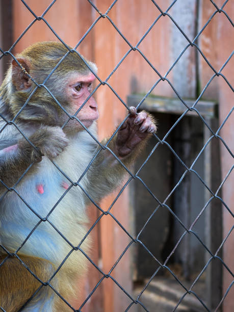 istock Little funny monkey. Animal protection. Wild animals. 1128934783