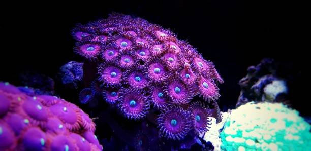 istock Zoanthus polyps colony in close up shot 1128935266