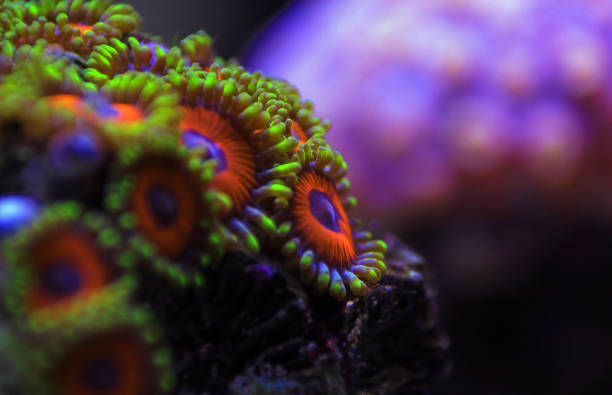 istock Zoanthus polyps colony in close up shot 1128935277