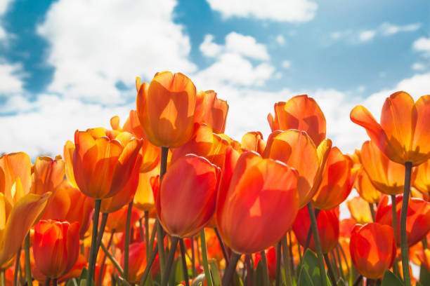 istock Orange tulips against blue sky in a sunny day (Netherlands) 1128935535