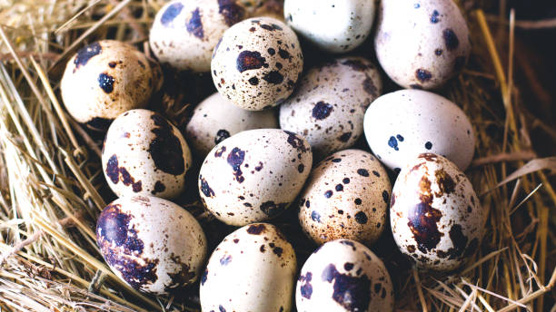istock Many quail eggs close-up in a nest of straw. 1128936408