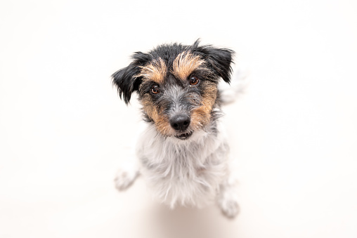 Jack Russell Terrier 4 years old with hair style  rough. Cute small little dog isolated against white background. Dog is looking up in a funny perspective