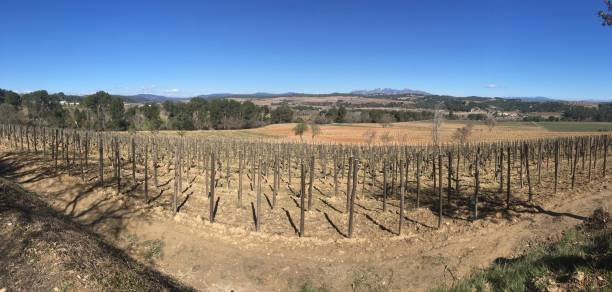 istock Vineyards of Catalonia 1128936616