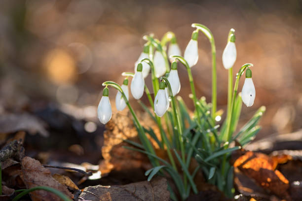 beautiful spring flowers in the forest. Snowdrop