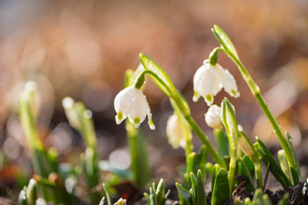 snowdrops in backlight. White beautiful spring flower. White snowdrops in backlight. beautiful spring flower. licht stock pictures, royalty-free photos & images