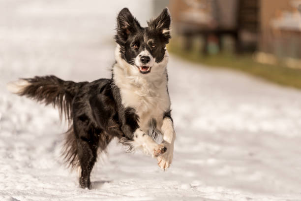 Border collie dog in snowy winter. Dog running and having fun in the snow Young Cute Border collie dog in snowy winter. Dog running and having fun in the snow fähigkeit stock pictures, royalty-free photos & images