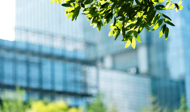 istock Modern office building and green leaves 1128939982
