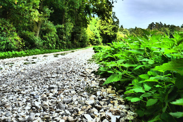 cobblestone walkway with a lot of green plants and grass around the way in city