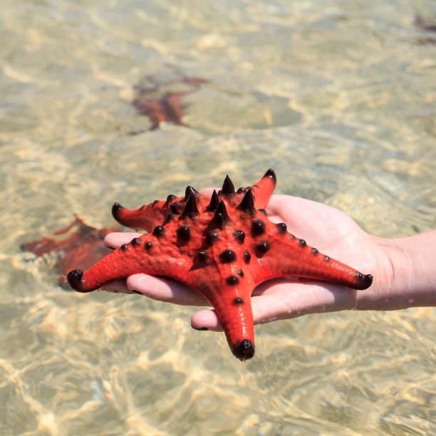 Étoile de mer sur un coup de main - Photo