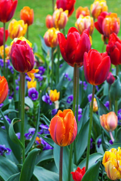 istock Colourful tulips in a garden 1128944627