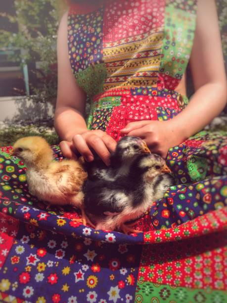 Patchwork quilt dress, springtime on the farm with my baby chickens stock photo