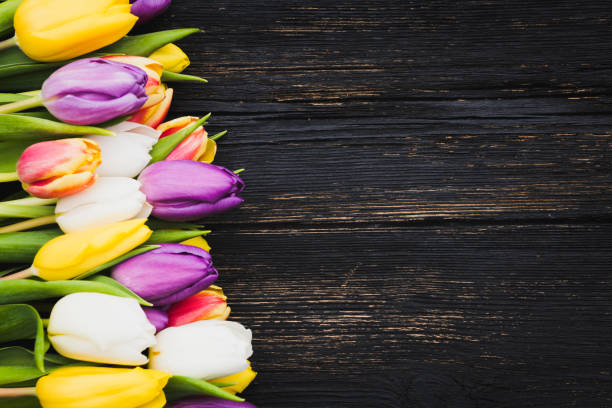 tulips on a wooden background with space on text