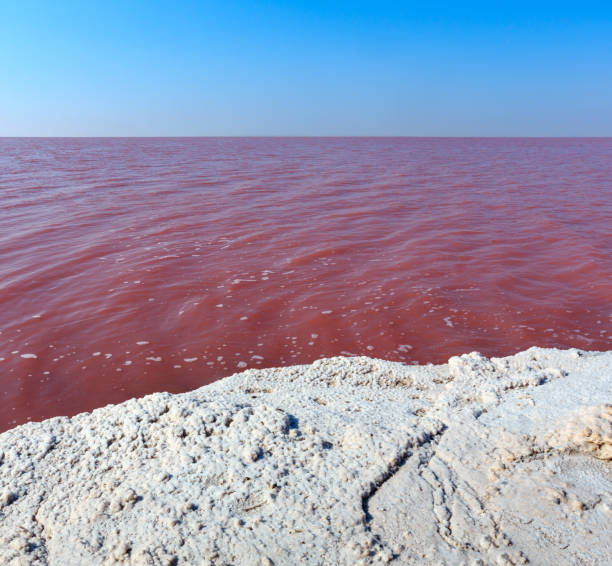 istock Pink salty Syvash Lake, Ukraine 1128945395