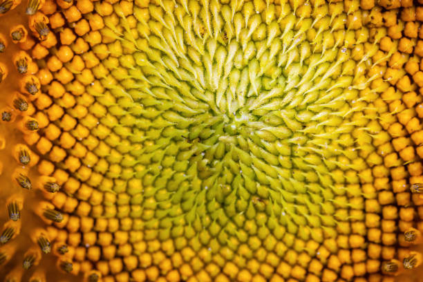 Sunflower, Flower, Circle, Seed, Yield Sign