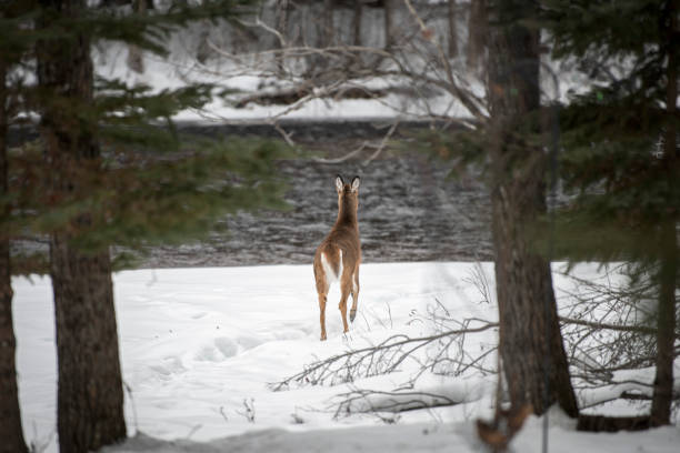 roe deer stock photo