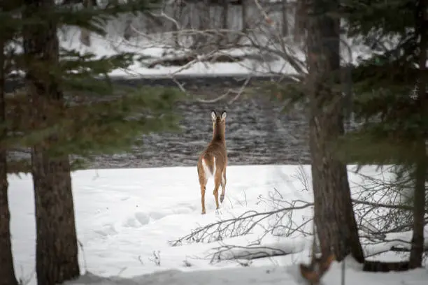 Photo of roe deer