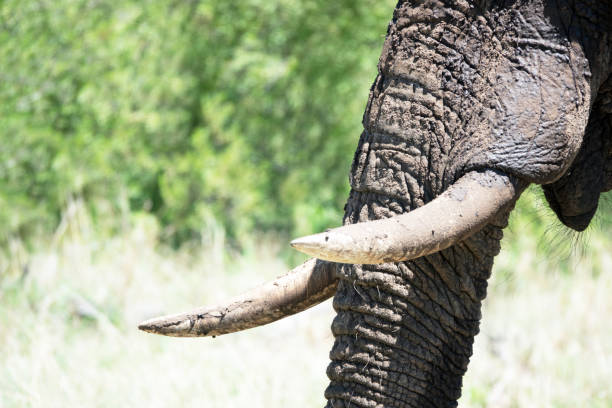 istock Tusks of an African elephant 1128949120