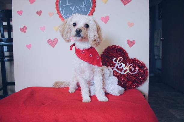 istock Valentine’s Day Puppy 1128950785