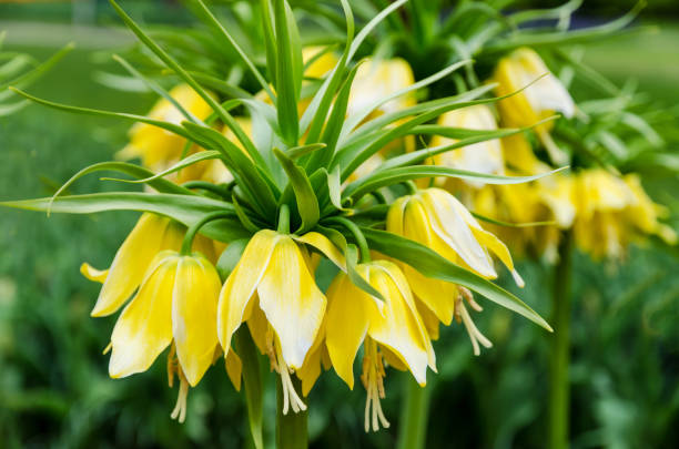 istock Blooming Crown imperial in spring, known also as Imperial fritillary or Kaiser's Crown 1128950979