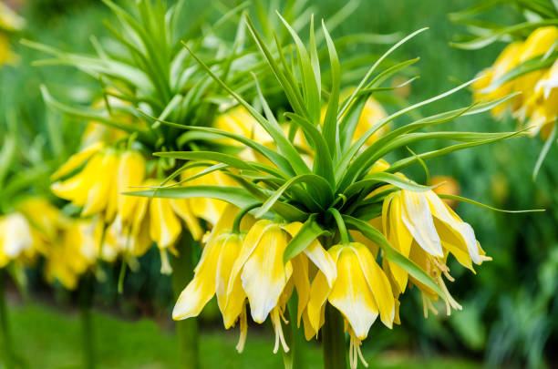 istock Blooming Crown imperial in spring, known also as Imperial fritillary or Kaiser's Crown 1128951000
