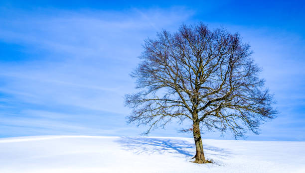 冬の裸木 - bare tree tree single object loneliness ストックフォトと画像