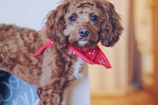 istock Valentine’s Day Puppy 1128952051