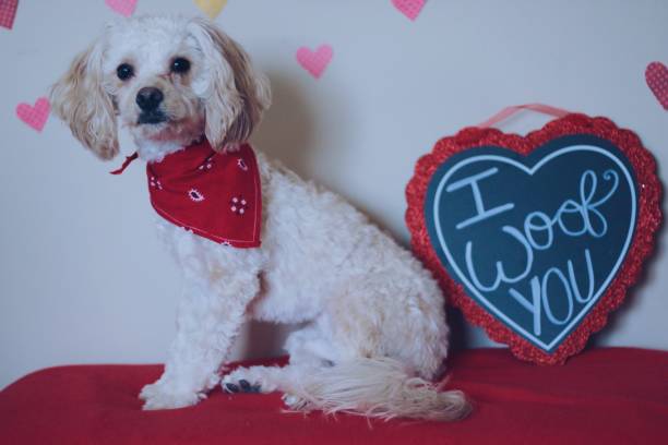 istock Valentine’s Day Puppy 1128952066