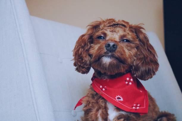 istock Valentine’s Day Puppy 1128952131