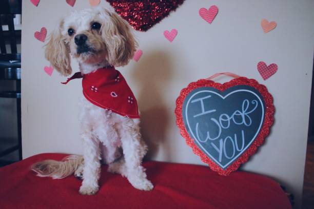 istock Valentine’s Day Puppy 1128952170