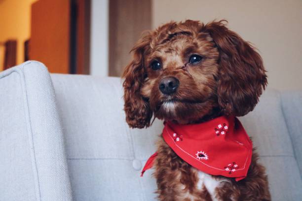 istock Valentine’s Day Puppy 1128952200