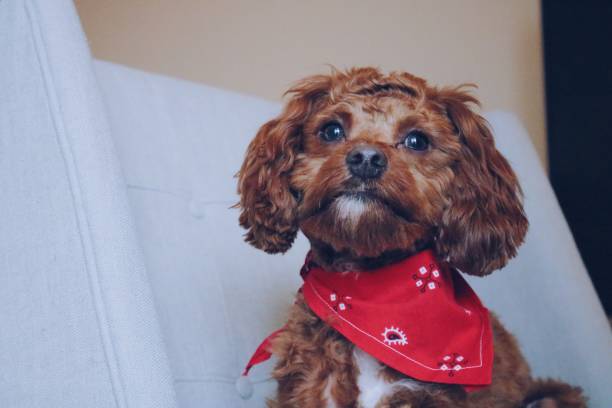 istock Valentine’s Day Puppy 1128952267