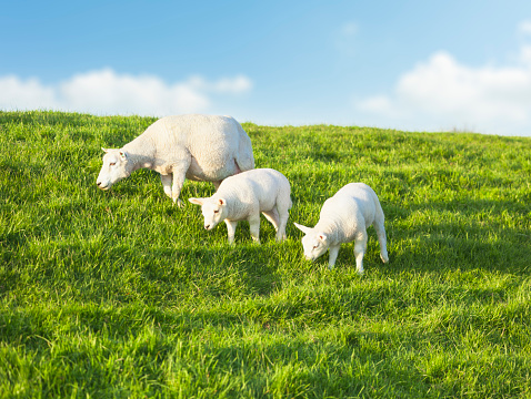 Two young sheeps grazing with mother on a idyllic green meadow in spring