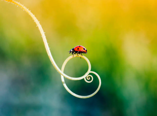 czerwona biedronka pełzająca po zielonej trawie w spirali w letniej słonecznej łące - ladybug grass leaf close up zdjęcia i obrazy z banku zdjęć