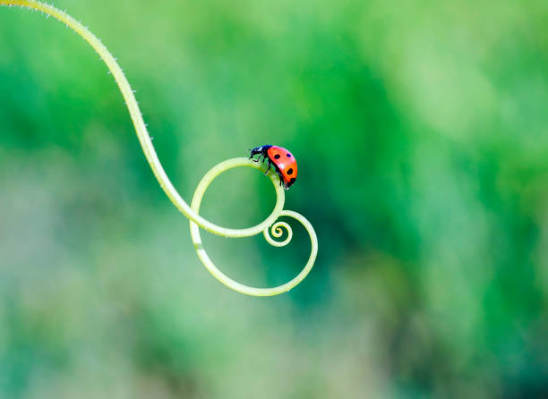 coccinella rossa strisciando sull'erba verde in una spirale nel prato soleggiato estivo - ladybug grass leaf close up foto e immagini stock