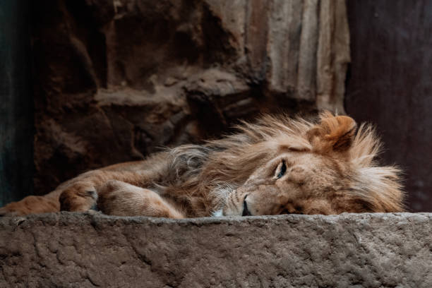 sleepy lion in the zoo