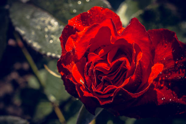 istock Blooming beautiful colorful rose in floral background 1128956768